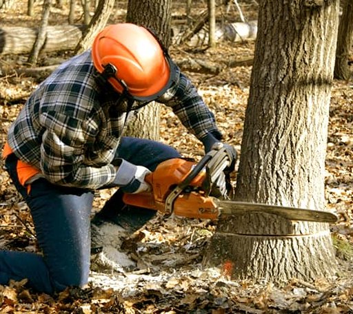 Tree Removal in Gaines, MI